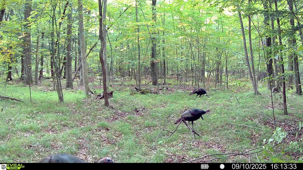 Photo of V/L 180Th Avenue, Stanwood, MI 49346 (MLS # 1938145)