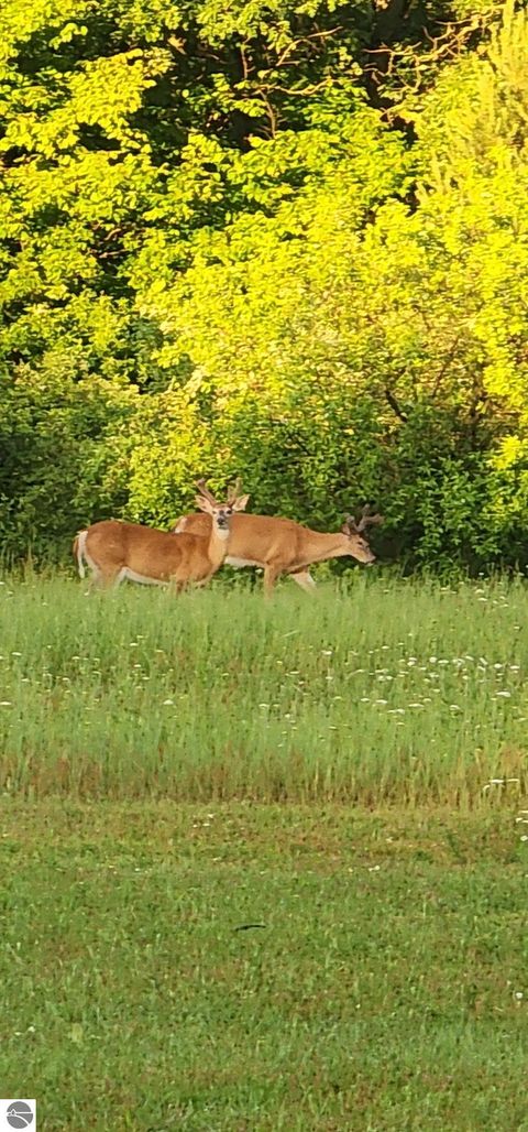 Tiny photo for 8770 N Vickeryville Road, Vestaburg, MI 48891 (MLS # 1939644)
