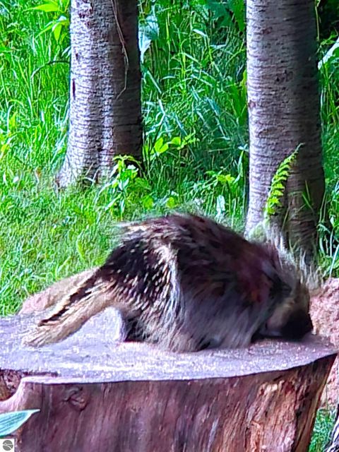 Tiny photo for 2456 Birch Road, Grawn, MI 49637 (MLS # 1940697)