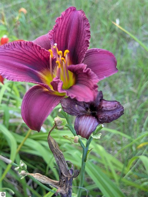 Tiny photo for 10562 Summit City Road, Kingsley, MI 49649 (MLS # 1939743)