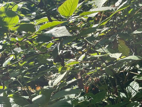 Tiny photo for 2492 E Fir Road, Harrison, MI 48625 (MLS # 1937849)