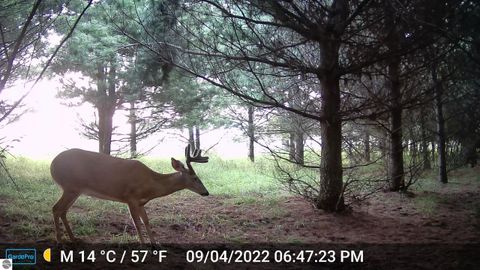 Tiny photo for 3626 90th Avenue, Evart, MI 49631 (MLS # 1939735)