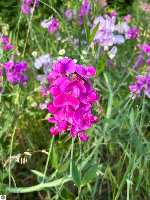 Tiny photo for 5039 Indian Hill Road, Honor, MI 49640 (MLS # 1939516)