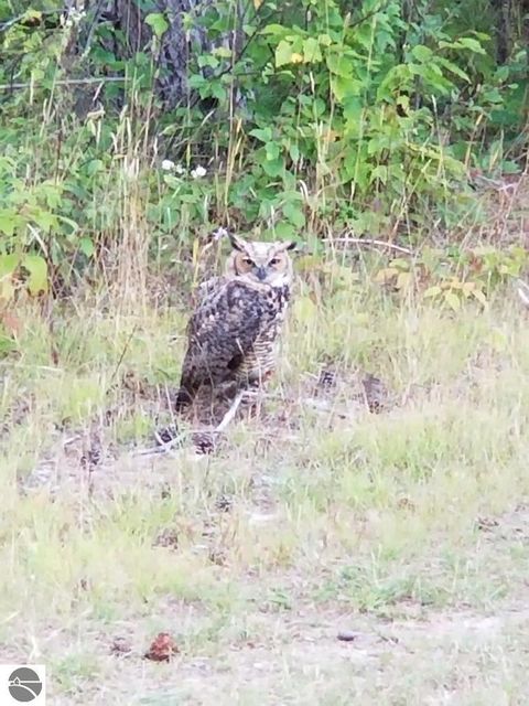 Tiny photo for 2354 Newman Road, Lake City, MI 49651 (MLS # 1940446)