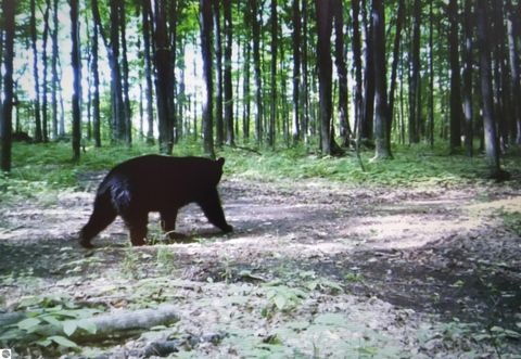 Tiny photo for 2354 Newman Road, Lake City, MI 49651 (MLS # 1940446)