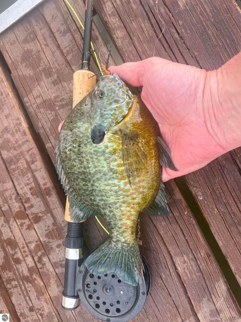 Tiny photo for 9561 Peterson Drive, Cadillac, MI 49601 (MLS # 1941729)