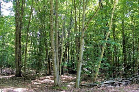 Tiny photo for 00 NE Chwastek Road, Kalkaska, MI 49646 (MLS # 1933508)
