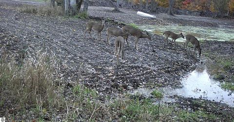 Tiny photo for 8110 Ames Road, Bear Lake, MI 49614 (MLS # 1941428)