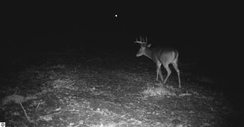 Tiny photo for 8110 Ames Road, Bear Lake, MI 49614 (MLS # 1941428)