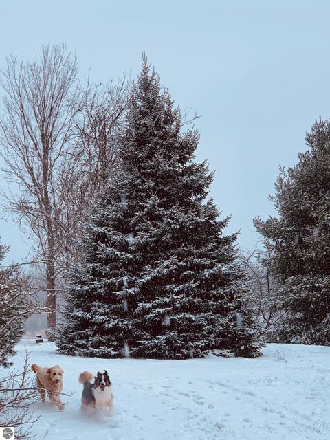 Tiny photo for 8181 M-66 SE, Fife Lake, MI 49633 (MLS # 1941470)