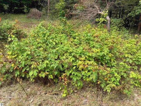 Tiny photo for 23567 Faylor RD, Copemish, MI 49625 (MLS # 1949000)