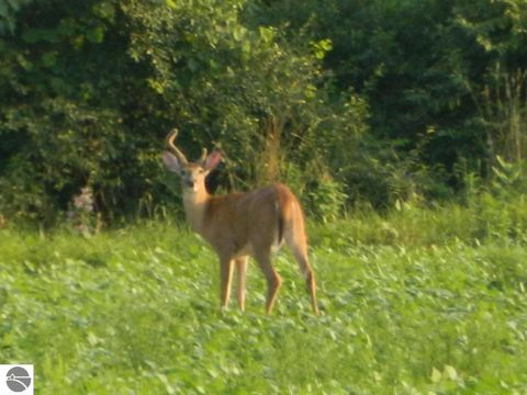 Tiny photo for 5651 E Haskell Lake Road, Harrison, MI 48625 (MLS # 1943392)