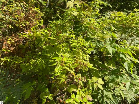 Tiny photo for 2492 E Fir Road, Harrison, MI 48625 (MLS # 1937849)