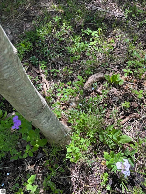 Tiny photo for 5962 S Lake Leelanau Drive, Traverse City, MI 49684 (MLS # 1946219)