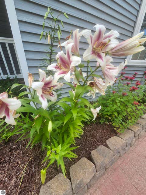 Tiny photo for 6260 Evergreen DR, Hale, MI 48739 (MLS # 1948667)
