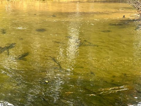 Tiny photo for 6051 N Manistee River Road, Frederic, MI 49733 (MLS # 1941689)