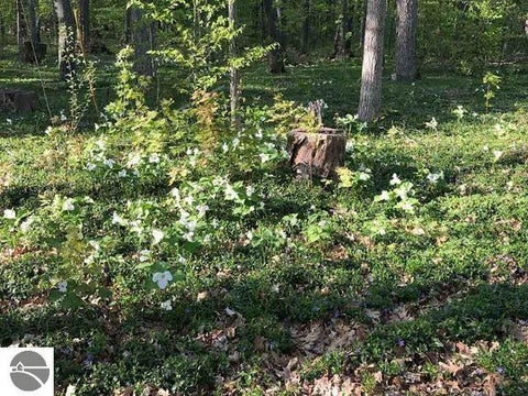 Tiny photo for 4162 Chrystal Street, Interlochen, MI 49643 (MLS # 1949227)