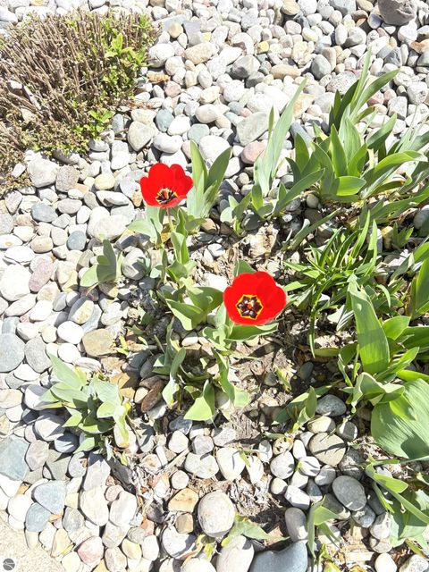 Tiny photo for 1517 E Gaylord Street #B, Mt Pleasant, MI 48858 (MLS # 1944161)