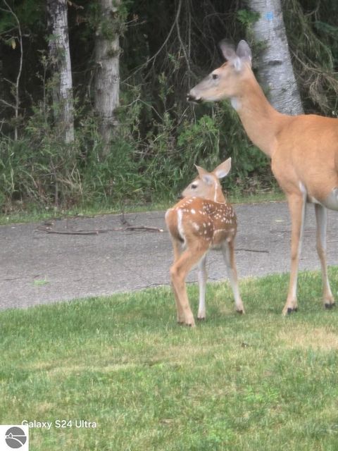 Tiny photo for 111 S Dana Trail, Lake City, MI 49651 (MLS # 1943714)