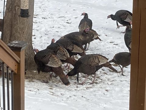 Tiny photo for 3400 N Sturgeon Road, Midland, MI 48640 (MLS # 1940918)