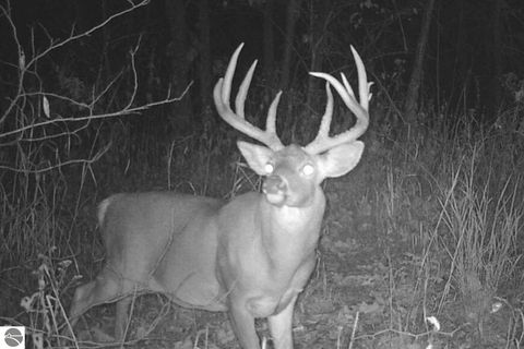 Tiny photo for 8555 11 Mile Road, Evart, MI 49631 (MLS # 1943021)