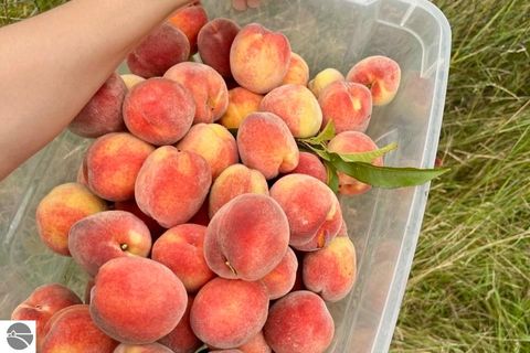 Tiny photo for 8555 11 Mile Road, Evart, MI 49631 (MLS # 1943021)