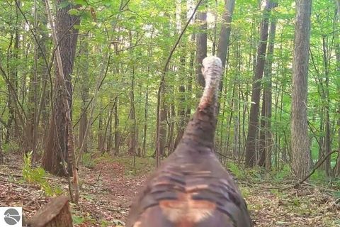 Tiny photo for 8555 11 Mile Road, Evart, MI 49631 (MLS # 1943021)