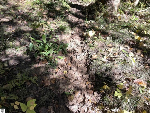 Tiny photo for 1542 Campbell Road, Rose City, MI 48654 (MLS # 1951350)