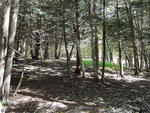 Tiny photo for 1542 Campbell Road, Rose City, MI 48654 (MLS # 1951350)