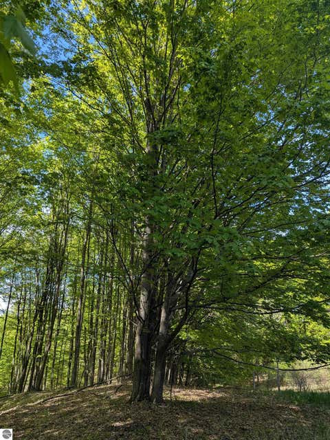 Tiny photo for 8828 Roberts Road, Central Lake, MI 49622 (MLS # 1948742)