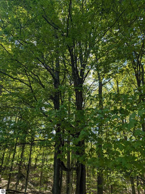 Tiny photo for 8828 Roberts Road, Central Lake, MI 49622 (MLS # 1948742)