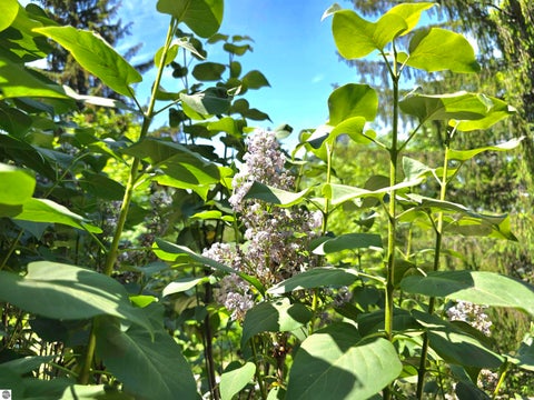 Tiny photo for 790 N Eckhardt Road, Central Lake, MI 49615 (MLS # 1946471)