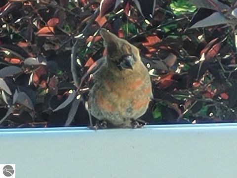 Tiny photo for 211 Bluff Avenue, Eastlake, MI 49626 (MLS # 1943060)