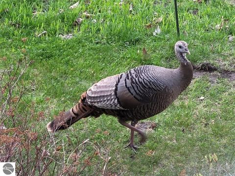 Tiny photo for 211 Bluff Avenue, Eastlake, MI 49626 (MLS # 1943060)