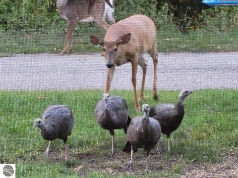 Tiny photo for 211 Bluff Avenue, Eastlake, MI 49626 (MLS # 1943060)