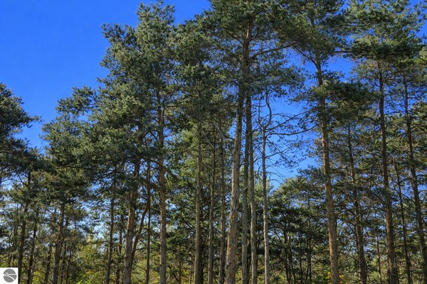8832 CEDAR CREEK DR, PETOSKEY, MI 49770 - Image b2ca397c875531e68559fd16d2f507ba/593639169