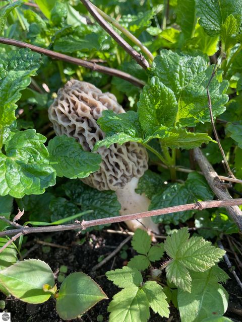 Tiny photo for 8530 Homestead Road, Benzonia, MI 49616 (MLS # 1941743)