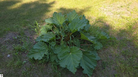 Tiny photo for 4132 Main St, Kingsley, MI 49649 (MLS # 1946099)