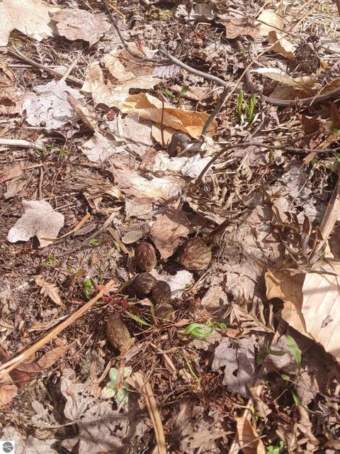 Tiny photo for 13544 Aylsworth Road, Beulah, MI 49617 (MLS # 1942790)