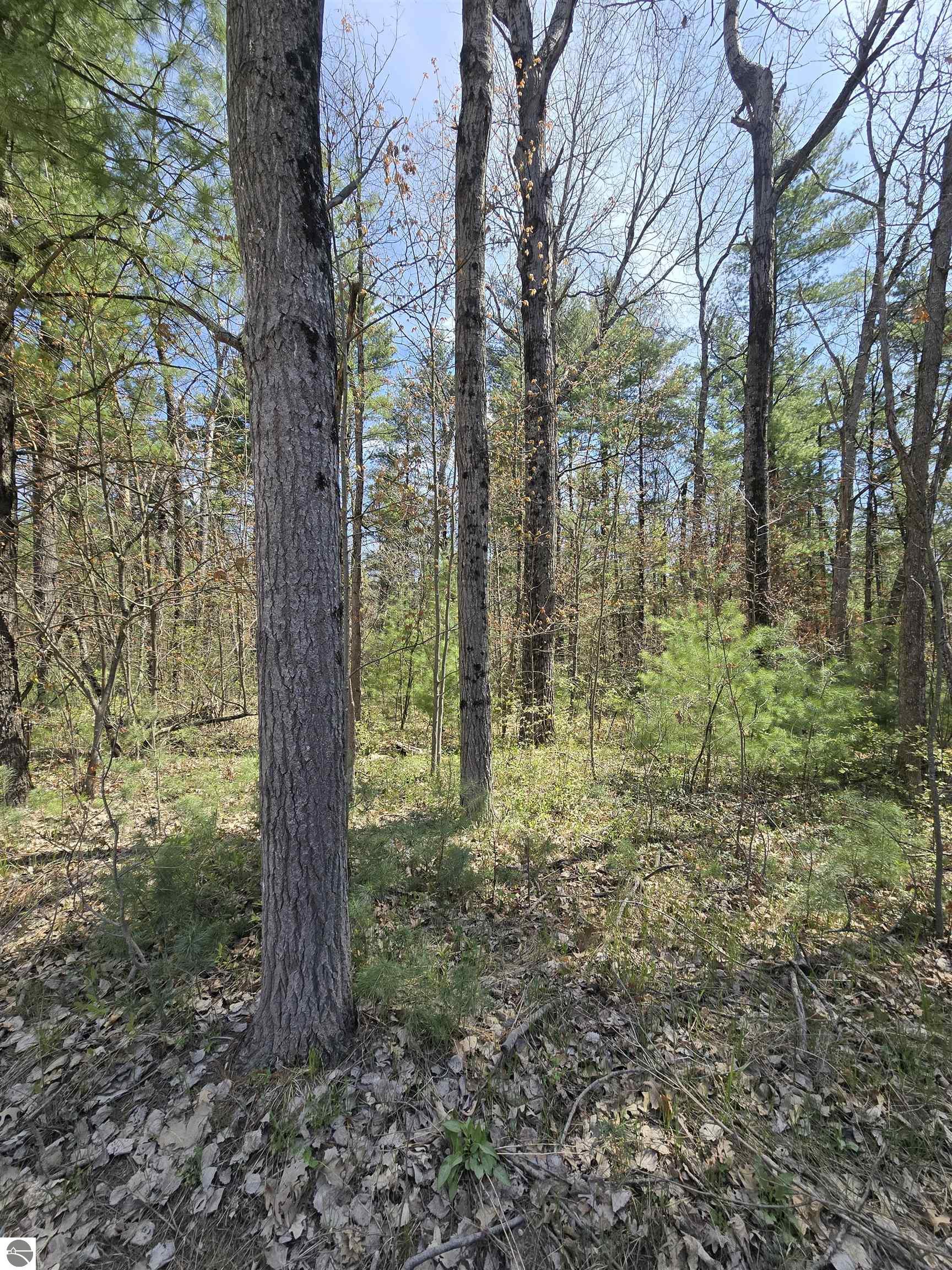 TBD S Locust Avenue - Photo 2