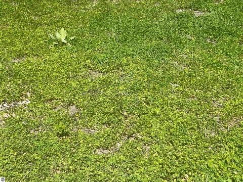 Tiny photo for 1860 S Jackson Avenue, Harrison, MI 48625 (MLS # 1945700)