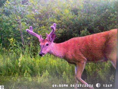 Tiny photo for 4145 W Shearer Road, Coleman, MI 48618 (MLS # 1944011)