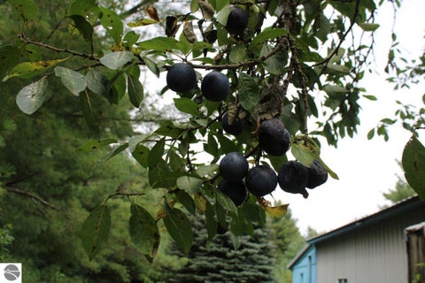 Tiny photo for 3989 SE Tyler Road, Kalkaska, MI 49646 (MLS # 1950892)