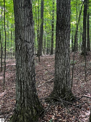 7745 KINGSLEY RD, KINGSLEY, MI 49649 - Image df6d2cf1eec9f659f867d1ada0da5c23/901772051