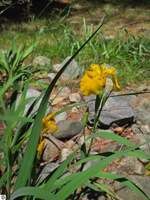 Tiny photo for 9890 SE Angel Road, Fife Lake, MI 49633 (MLS # 1944270)