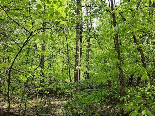 0 MARKWELL ROAD, HILLSBORO, KY 41049 - Image 6d19d64fe2627ffe0a5eeb2791ecca13/867088492
