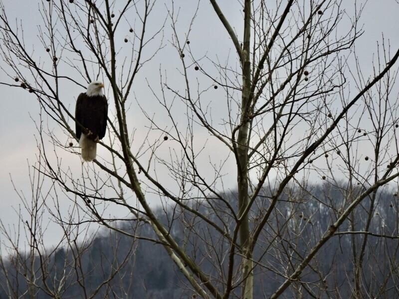 Berea, Kentucky 40403, United States, ,Land,Active,106684