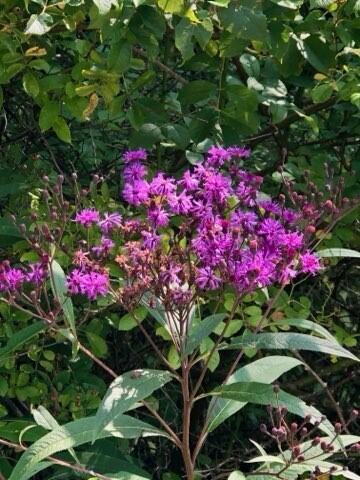 Berea, Kentucky 40403, United States, ,Land,Active,106684