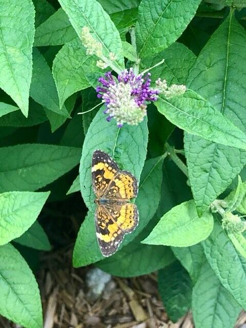 Berea, Kentucky 40403, United States, ,Land,Active,106684