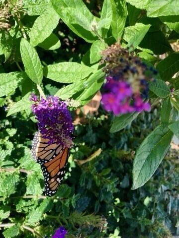 Berea, Kentucky 40403, United States, ,Land,Active,106684